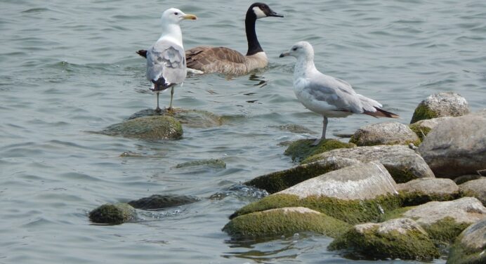 Shell Canada отказалась от добычи нефти в прибрежных водах ради морского заповедника