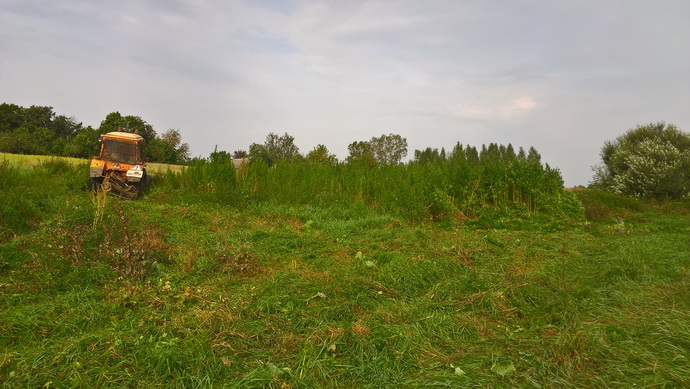 В Быховском районе уничтожили почти две тонны конопли