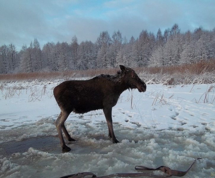 Лосиху спасли из озера в Полоцком районе