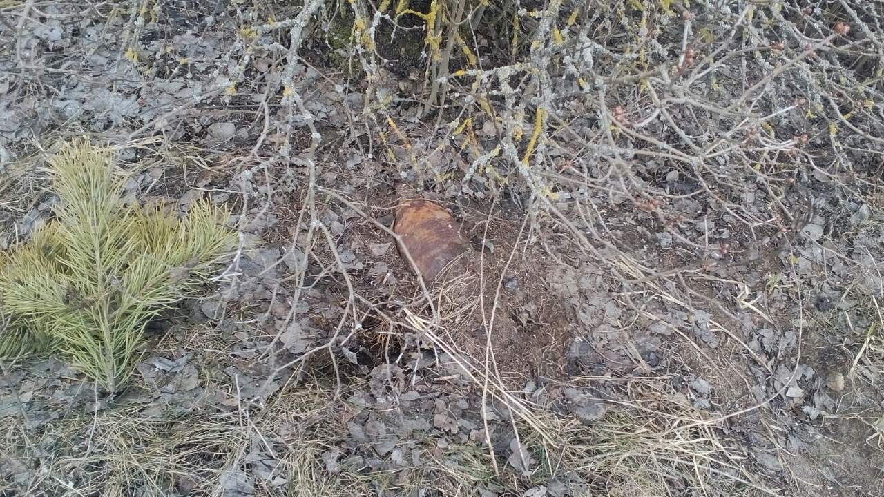 Жительница Калинковчского района нашла минометную мину по дороге домой