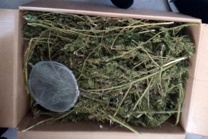 В Гомеле задержан дилер с 11 килограммами марихуаны