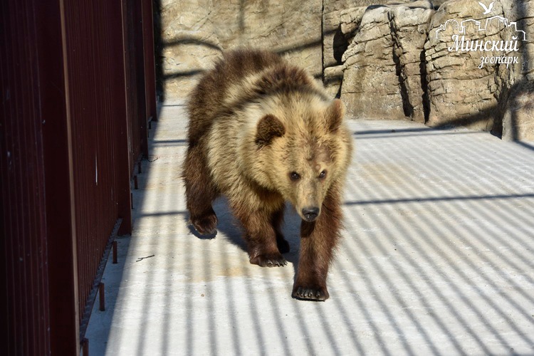 В Минский зоопарк приехала молодая медведица
