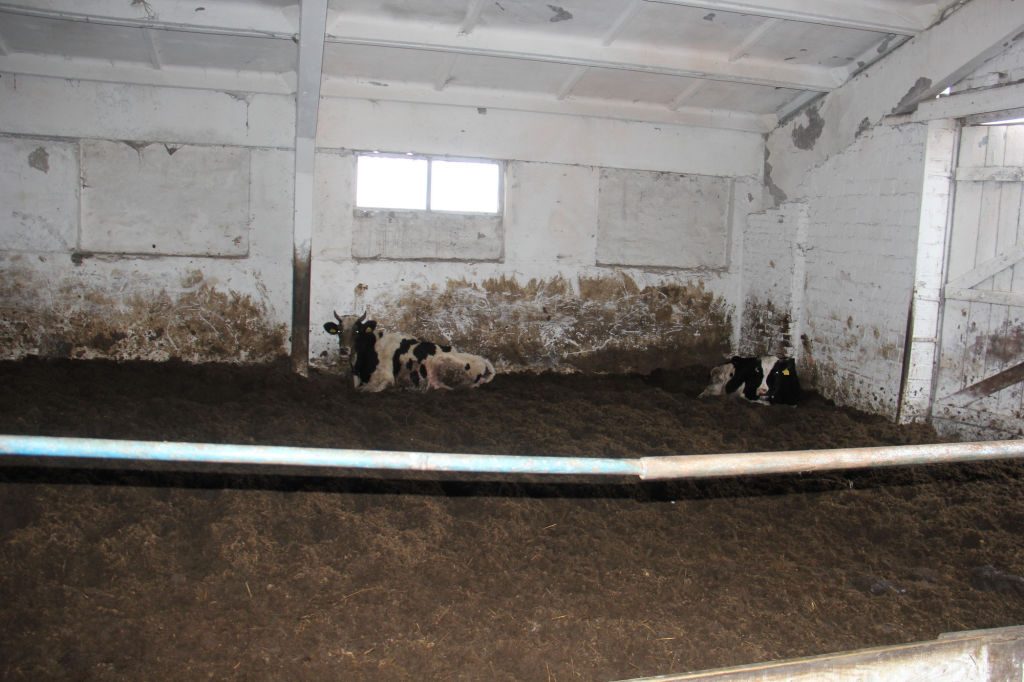 Милиционеры проверили сельхозпредприятия Добрушского района - там аврал и те самые коровы