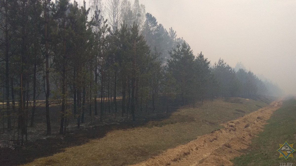Лесной пожар в Гродненском районе тушит почти 350 человек