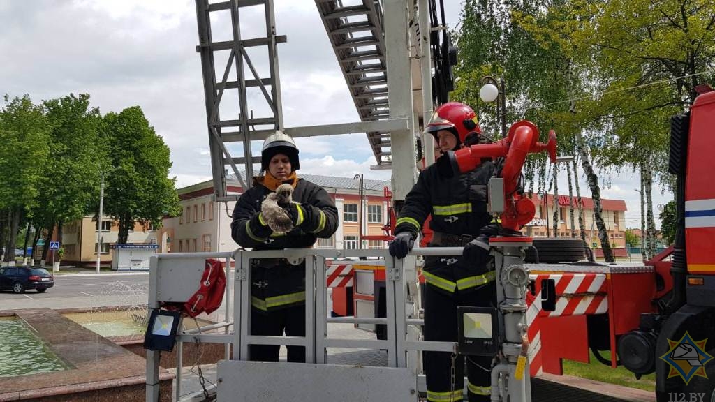 Спасатели в Ветке помогли совятам