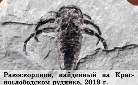 В Солигорских шахтах найден ракоскорпион
