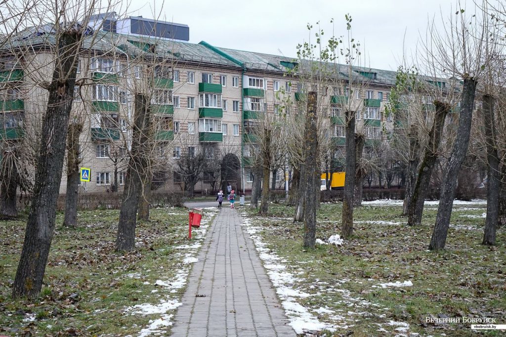 Прокуратура Могилева наказала начальников ЖЭУ за обрезку деревьев "под пень"