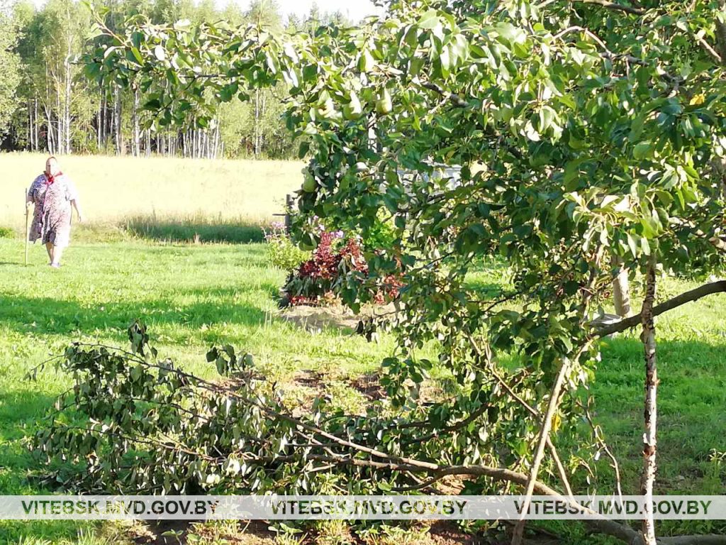 В Россонском районе по огородам гуляет медведь и ест груши