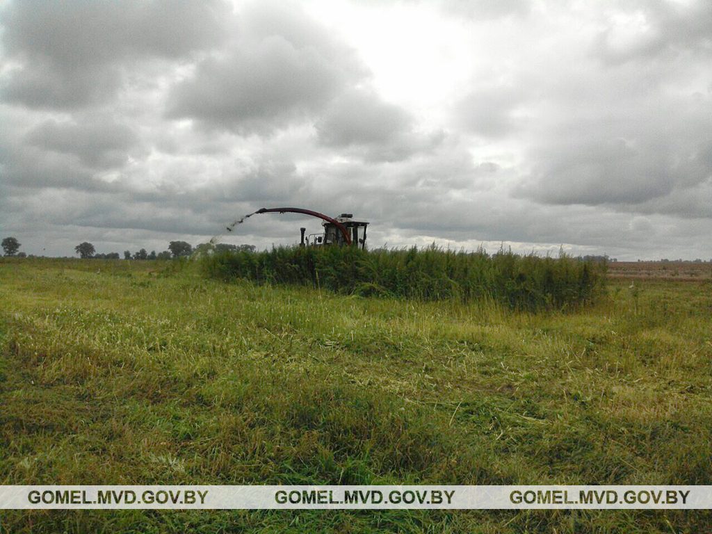 В Жлобинском районе уничтожили 2 500 кг конопли