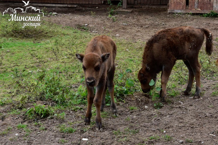 В Минском зоопарке появились на свет два зубренка