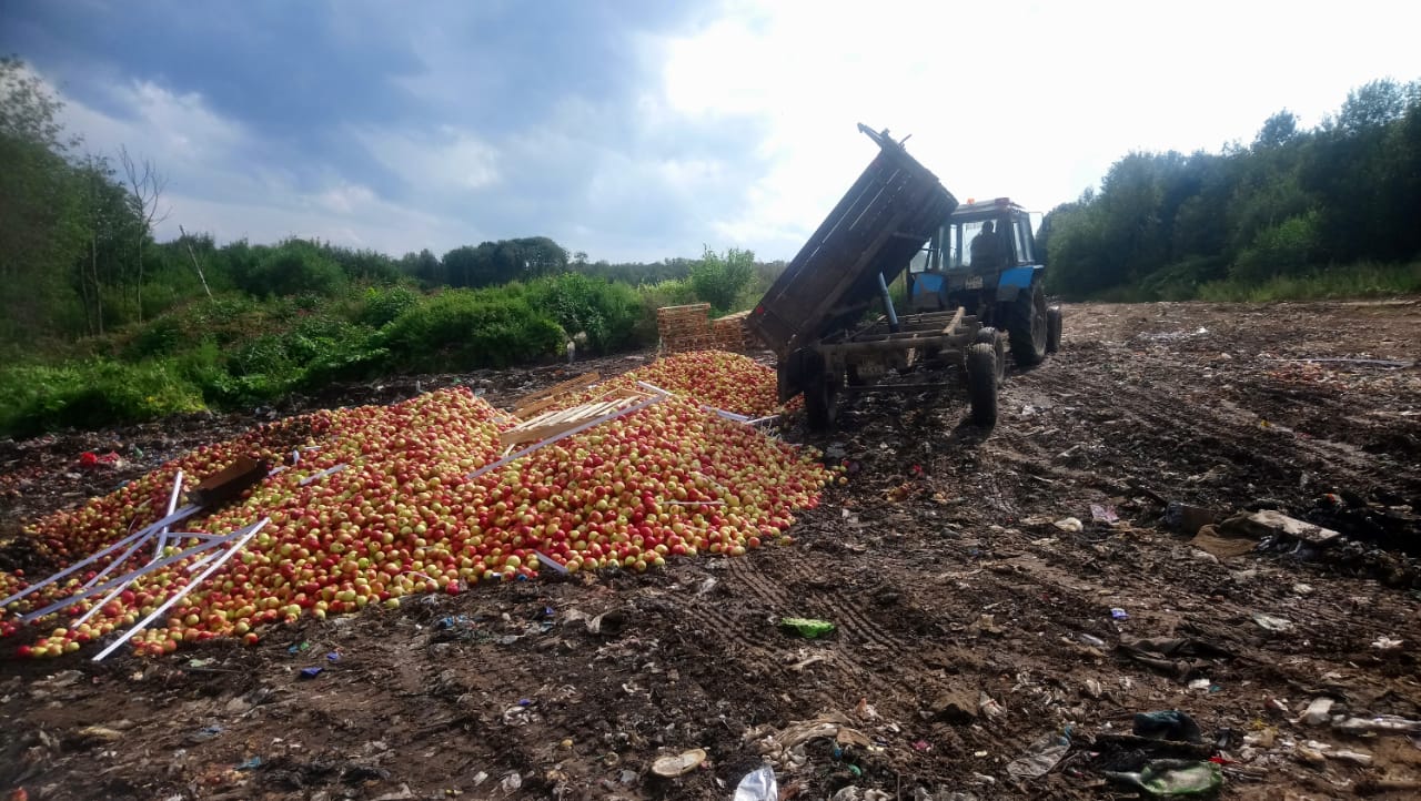 Россельхознадзор уничтожил 19,3 т ввезенных из Беларуси яблок