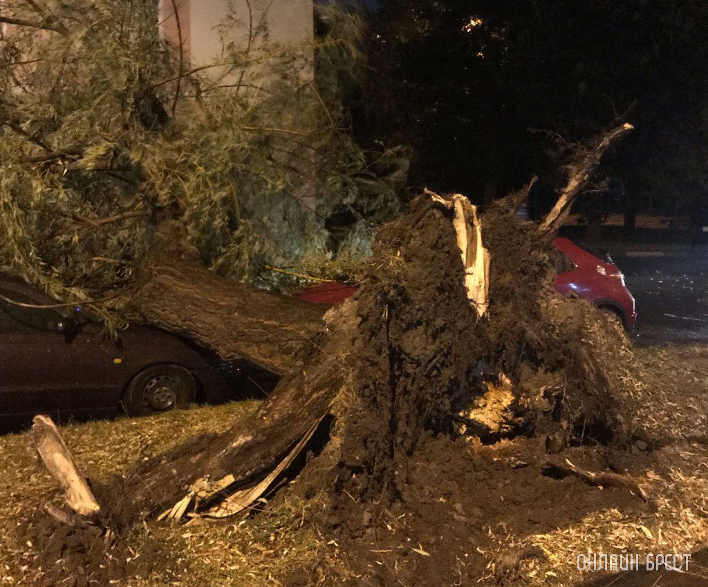 Огромное дерево рухнуло на машины в Бресте