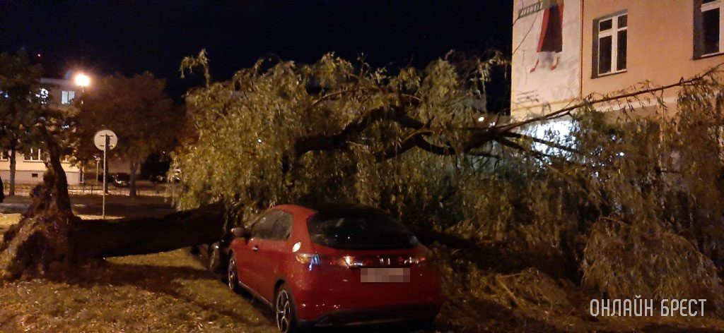 Огромное дерево рухнуло на машины в Бресте