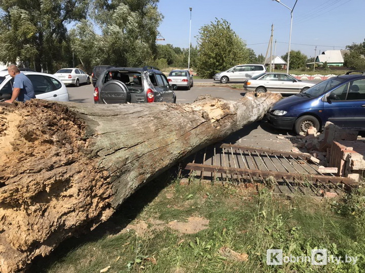 Упавшее дерево повредило четыре автомобиля в Кобрине