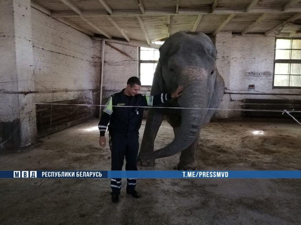 В Кобринском районе милиция ловила слона на дороге