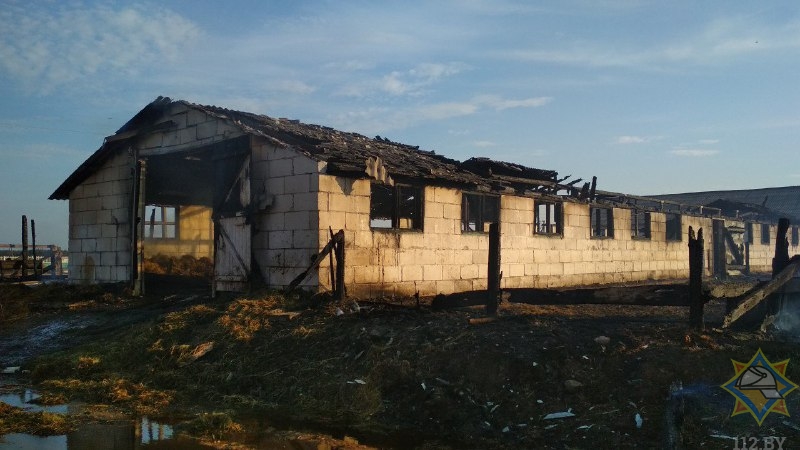 В Копыльском районе сгорел телятник: эвакуировано 112 телят