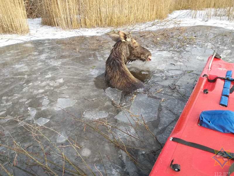 Спасатели вытащили провалившегося под лед лося в Городокском районе