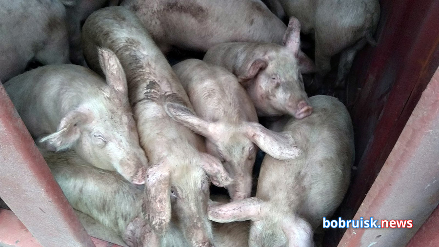 Под Бобруйском опрокинулся грузовик с 60 свиньями: видео