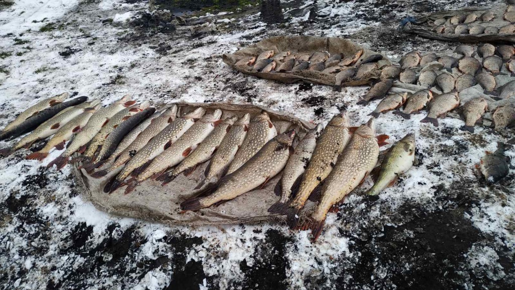 В Житковичском районе поймали браконьеров с 230 кг рыбы
