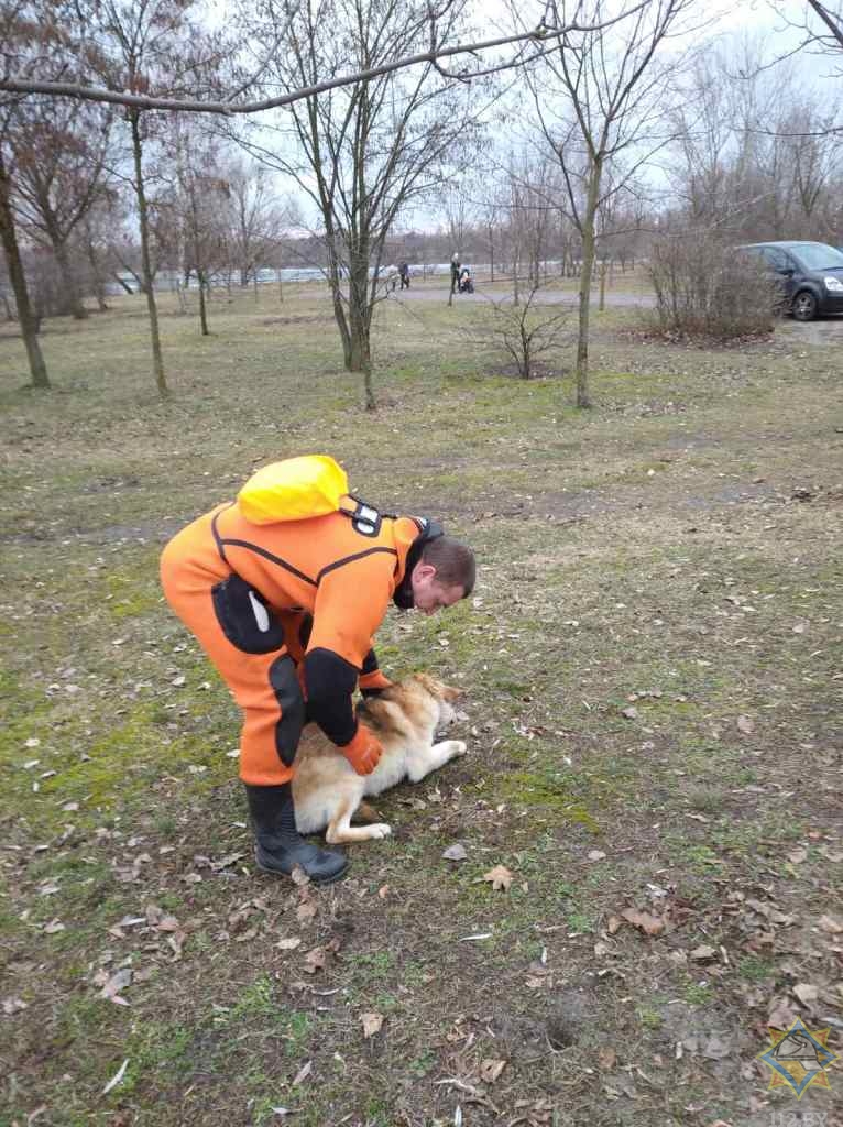 В Гомеле спасатели вытащили из-под льда собаку
