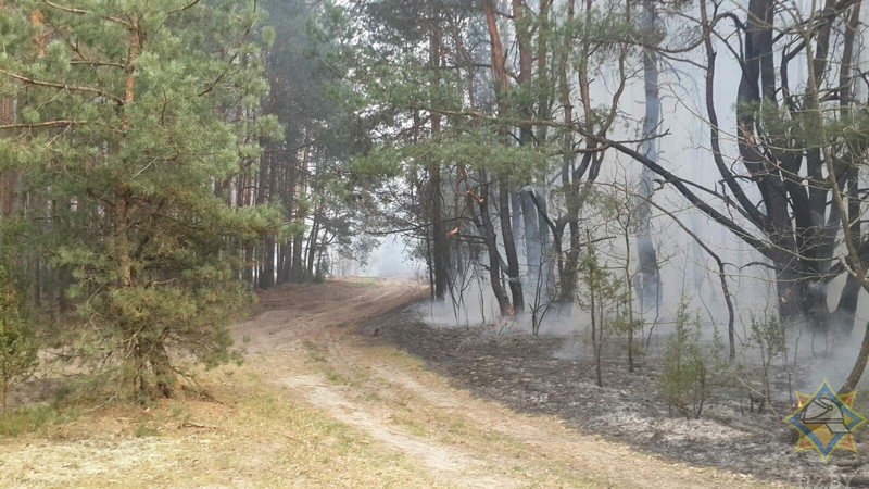 Лесной пожар на окраине Бреста ликвидирован