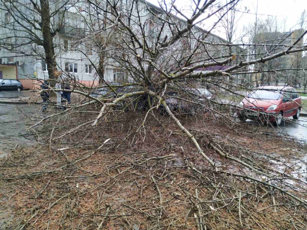 Сильный ветер повалил деревья в Могилеве