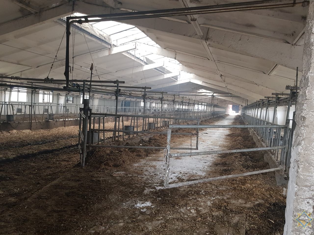 500 коров эвакуировали на пожаре фермы в Солигорском районе