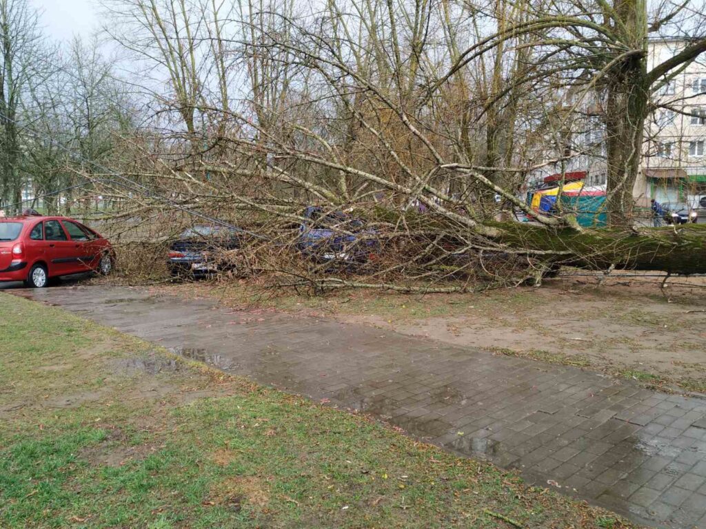 Сильный ветер повалил деревья в Могилеве