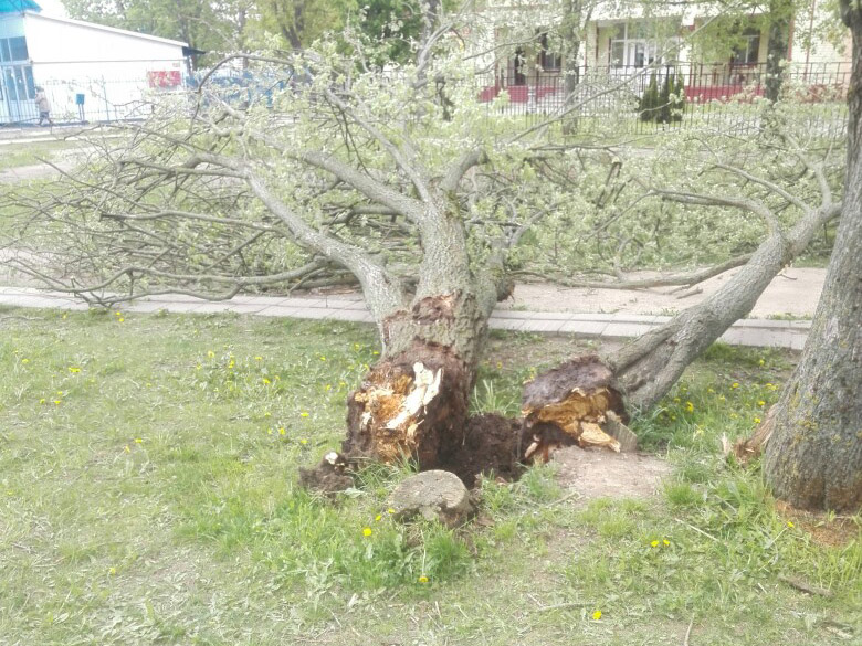 Сильный ветер повредил 19 зданий в Могилёвской области