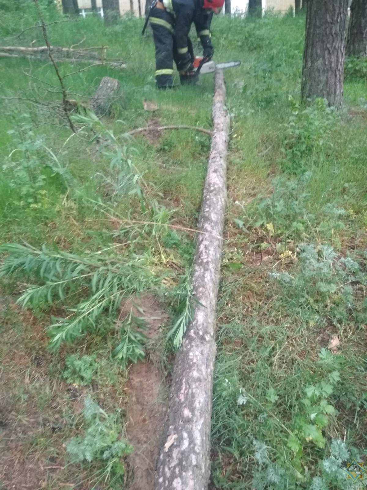 В Минске упавшее дерево повредило балкон дома