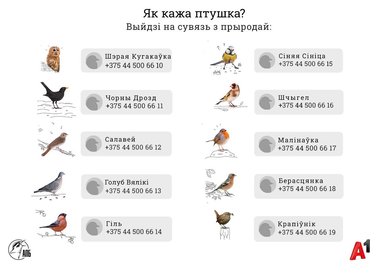 В Беларуси у птиц появились телефонные номера