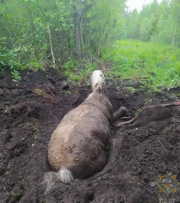 Спасатели вытащили из болота лошадь в Крупском районе