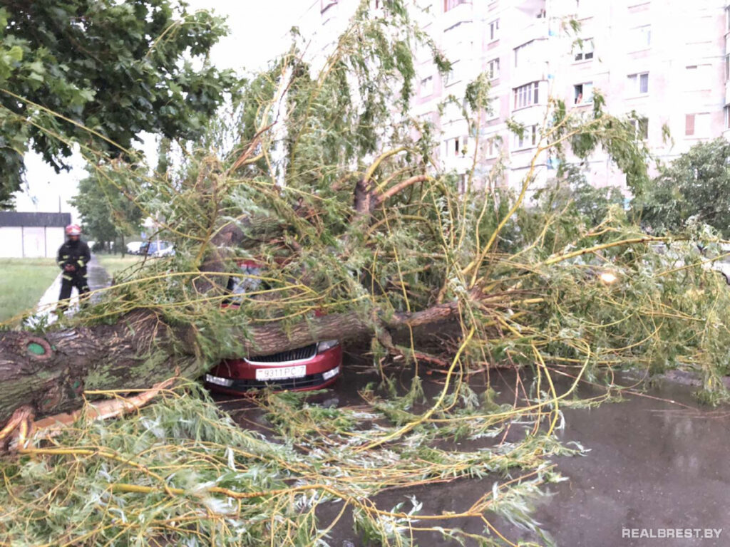 Буря в Брестской области: поломанные деревья и сорванные крыши