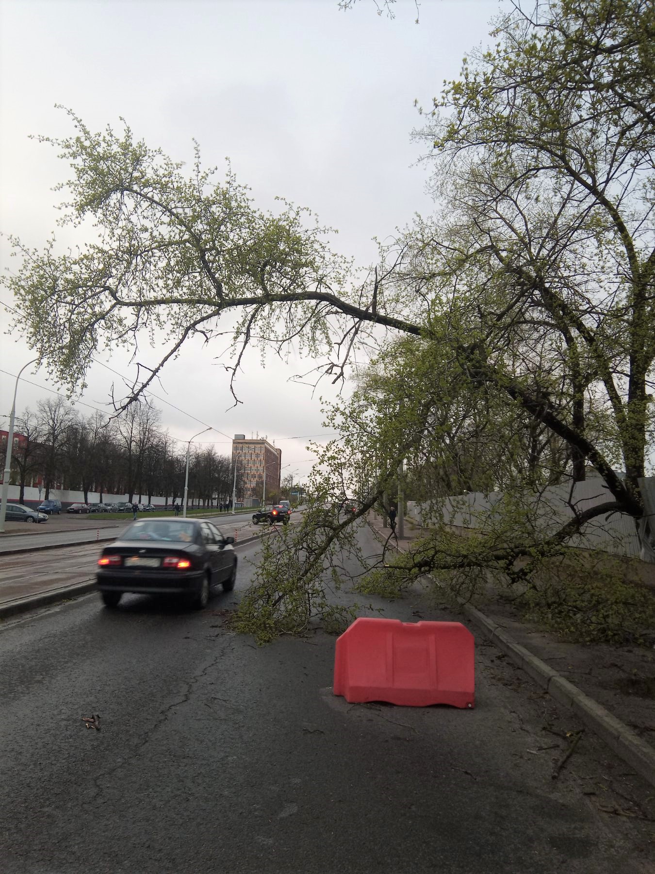 Ветер вырывает деревья в Минске