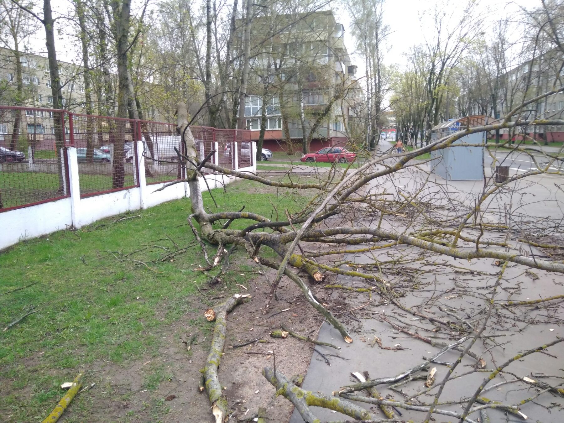 Ветер вырывает деревья в Минске