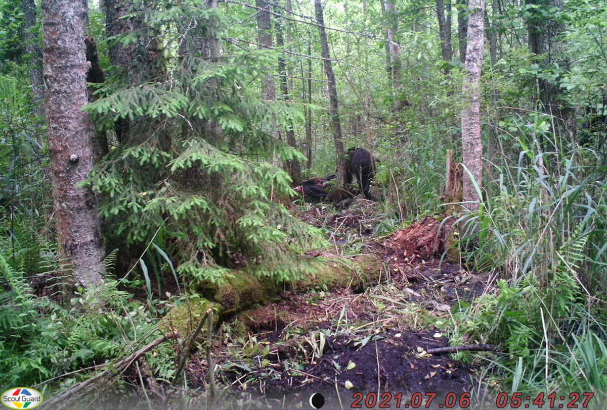 Медведи лакомятся тушей лося в Березинском заповеднике - фотофакт