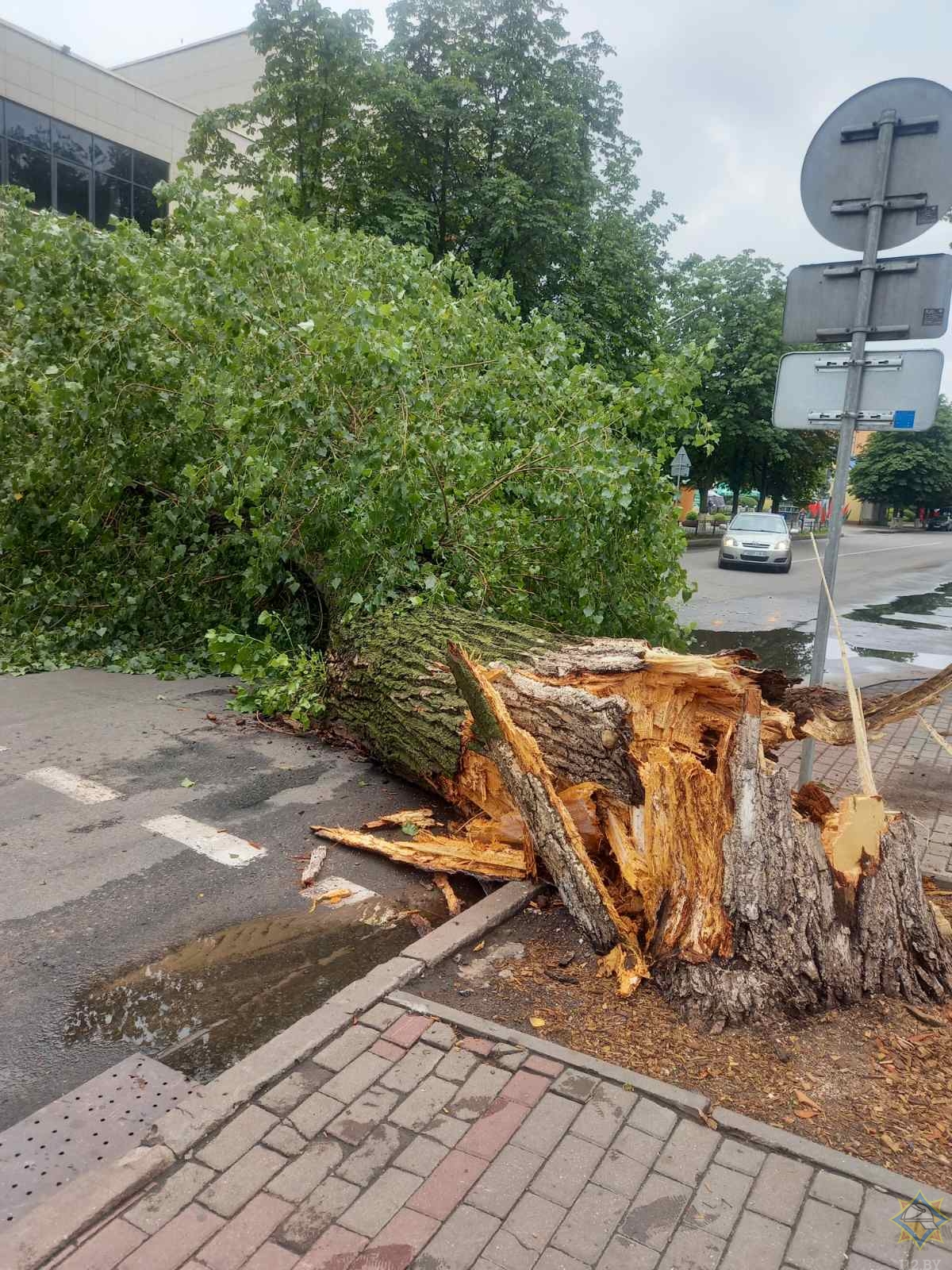 Грозовой фронт повалил 10 деревьев в Бобруйске