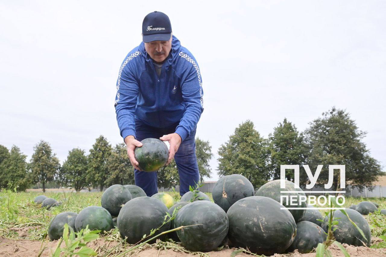 Лукашенко собирает арбузы вместе со шпицем – фотофакт