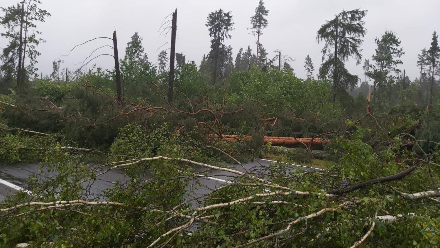 Ураган на Витебщине: женщину придавило деревом, повреждены крыши и вышка связи