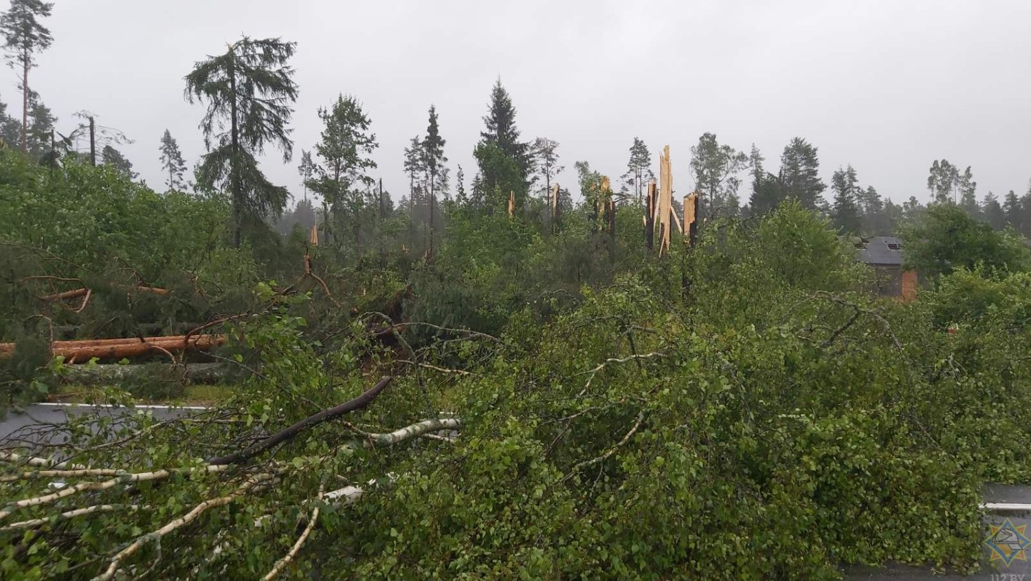 Ураган на Витебщине: женщину придавило деревом, повреждены крыши и вышка связи