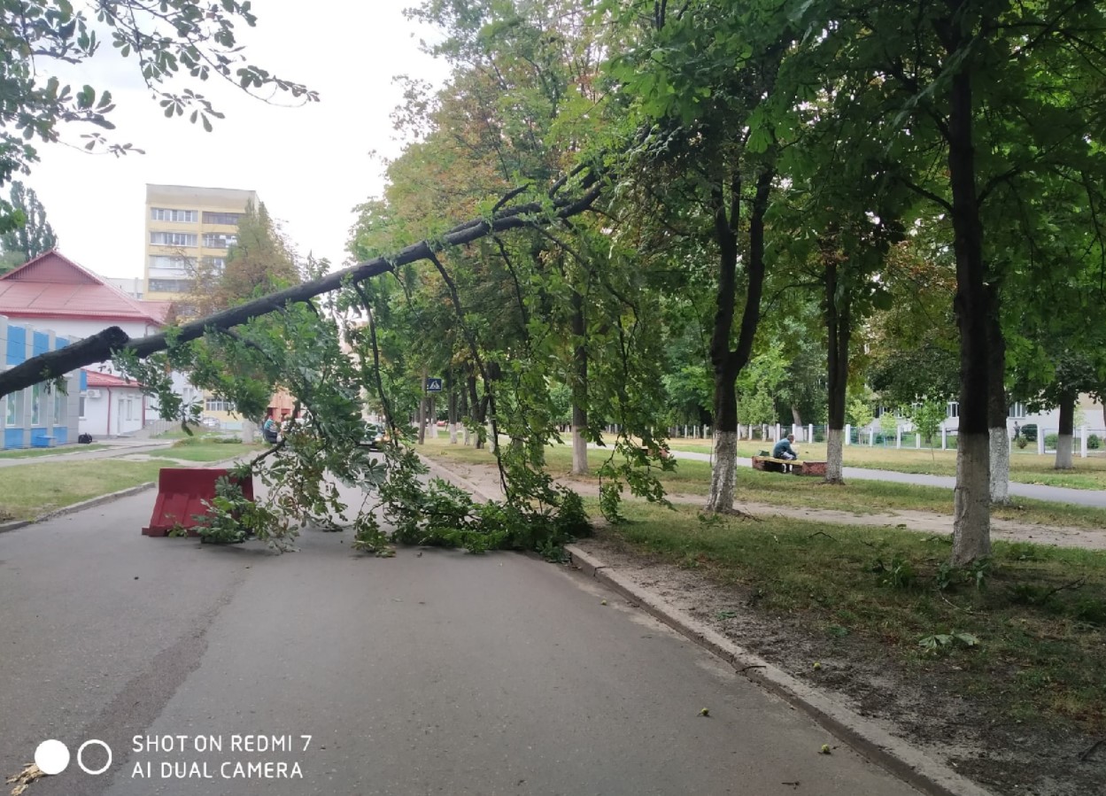 В Гомеле упавшее от ветра дерево разбило автомобиль: фотофакт