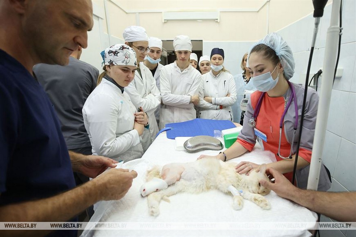 Кошке из Барановичей, потерявшей лапу, установили бионический протез