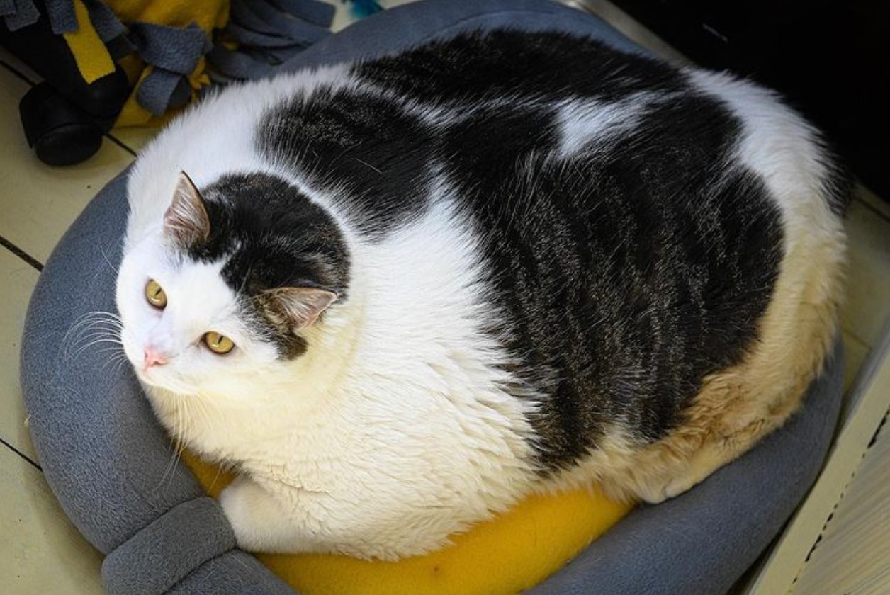 Самый толстый кот Беларуси перестал есть и умер