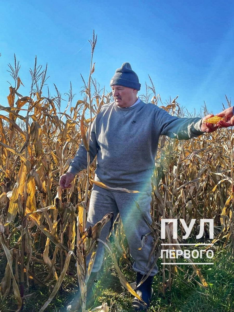 Лукашенко отправился "проверить доклады министров" в кукурузное поле
