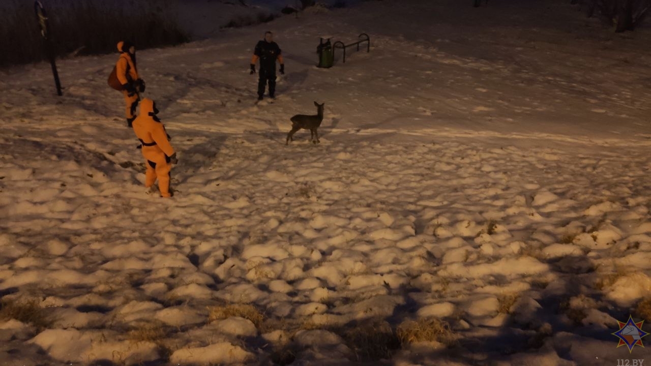 Сотрудники МЧС спасли провалившуюся под лед косулю