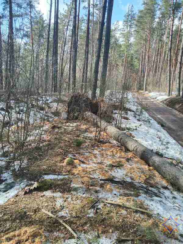 Дерево упало на двух женщин в Городке. Одна погибла