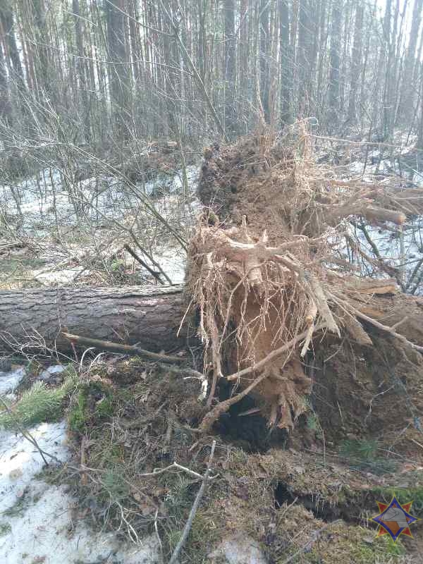 Дерево упало на двух женщин в Городке. Одна погибла