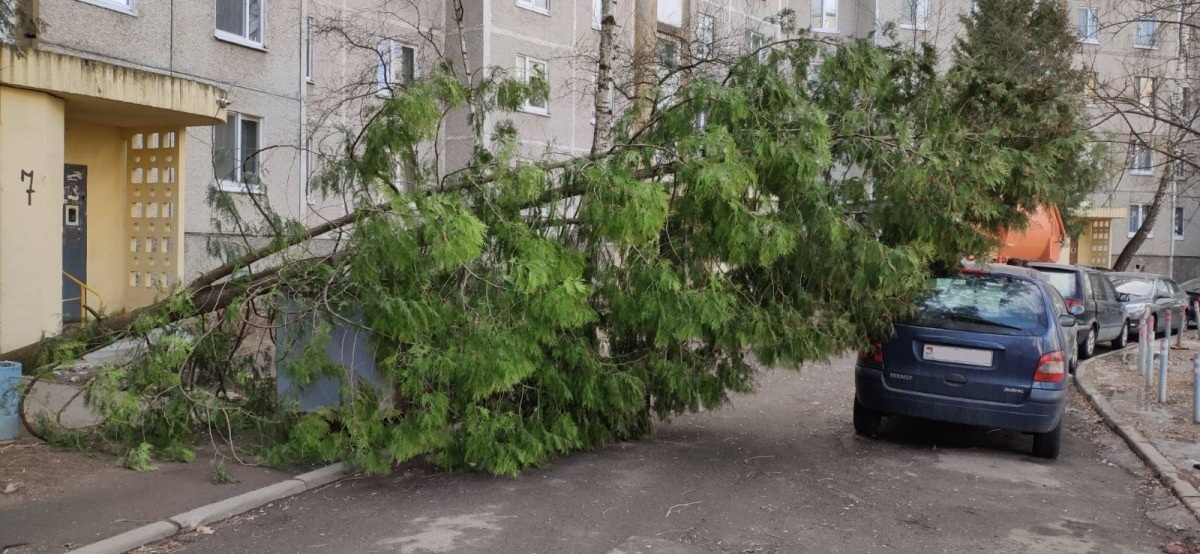 Поваленные деревья, песчаные бури - ветер похозяйничал в Беларуси