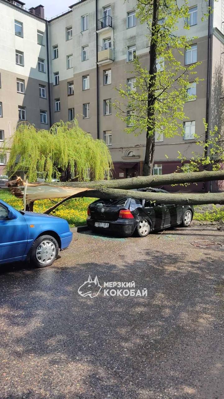 Из-за сильного ветра в Минске падают деревья, есть пострадавшие