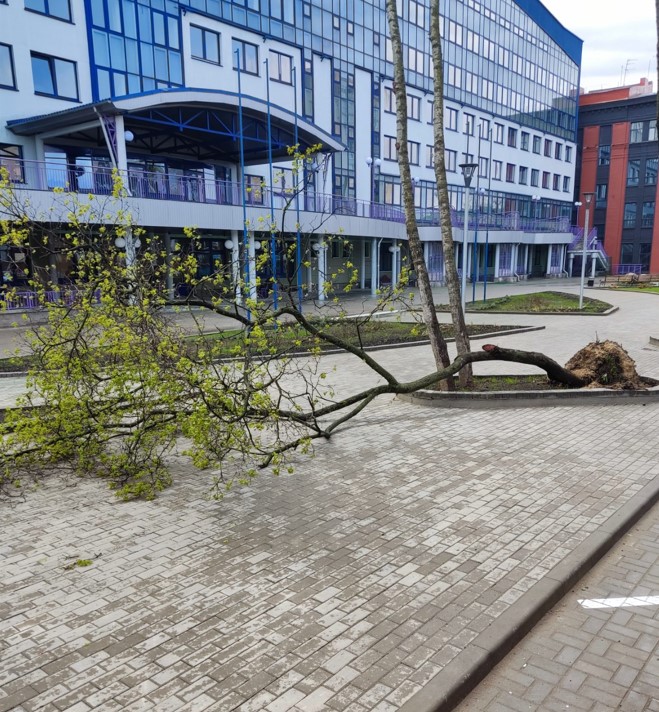 Из-за сильного ветра в Минске падают деревья, есть пострадавшие